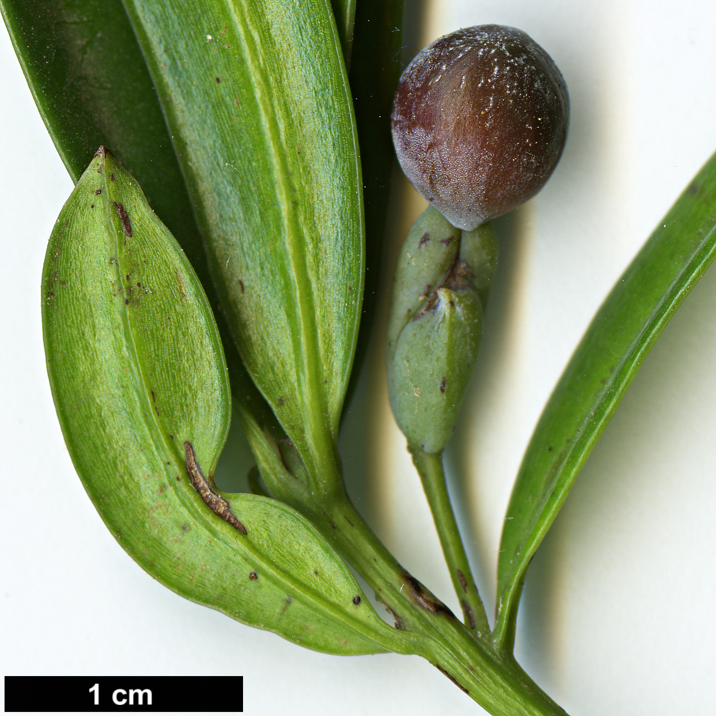 High resolution image: Family: Podocarpaceae - Genus: Podocarpus - Taxon: latifolius